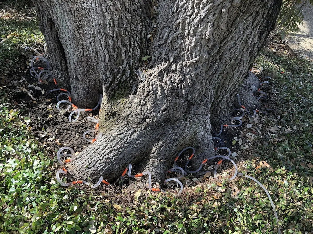 Detailed Tree Cabling and Bracing job site in Grand Blanc