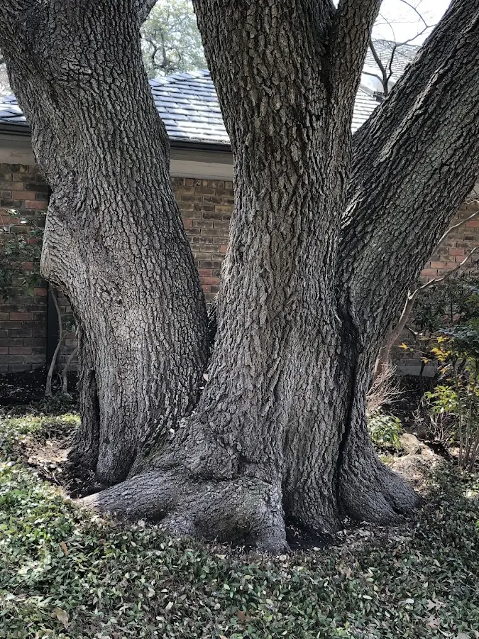 Mature heritage tree close to a Grand Blanc property cared for by certified arborists
